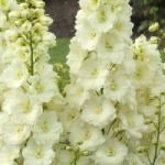 Дельфиниум Санглим (1шт) 4548