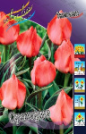 Тюльпан Ораторио (1шт) 3414