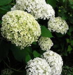 Гортензия древовидная Баунти 5017