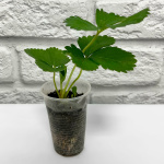 Клубника КИМБЕРЛИ