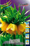 Фритиллярия Лютеа (1шт) 3418