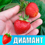 Земляника (Клубника) Диамант в стаканчике