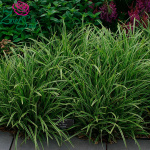 Осока Данс (3шт) 4526