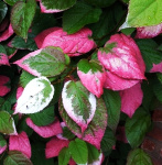 Актинидия коломикта Адам 7492