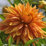 Георгин Бен Хьюстон (1шт) D-016