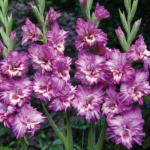 Гладиолус Танго (1шт) 3550