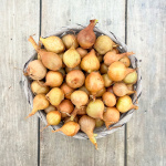 Лук севок ЛЮБИМЕЦ УРАЛА ШАЛОТ