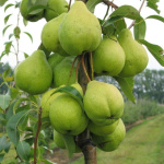 Груша Августовская роса