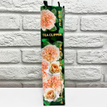 Роза английская ТИ КЛИППЕР