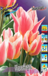 Тюльпан Квебек (1шт) 3375