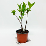 Гортензия пильчатая БЛЮБЁРД