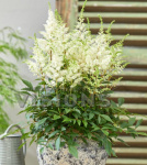 Астильба Хэппи Дэй (в упаковке 2шт) цена за 2шт