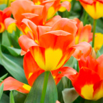 Тюльпан Оракул (1шт)