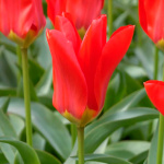 Тюльпан Мадам Лефебр (1шт)