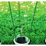 Опора для цветов 3 кольца 45см GFS-3-45 Green Apple