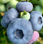 Голубика Патриот 7372