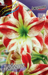 Hippeastrum Ambiance