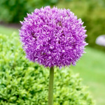 Лук декор. Глоубмастер (1)