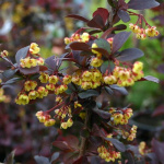 Барбарис отт. Суперба 4913