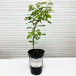 Малина Лячка 5675