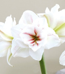 Амариллис Акуаро (1шт)