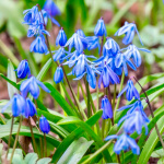 Сцилла Сибирская (10)