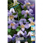 Клематис Ханна (1шт) 4050