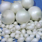 лук Севок Стардаст белый Голландия