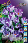 Крокус Кинг оф Стрипд (10шт) 2609