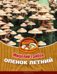 Грибы Опенок Летний
