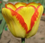 Витрина Тюльпан Многоцветковый 7070 Аутбрейк (желтый, красный край 11/12) 1шт