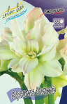 Амариллис Арктик Нимф (1шт) 1946