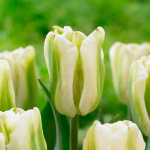 Тюльпан Грин Спирит (1шт)