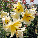 Лилия Ханимун (1шт) 2221