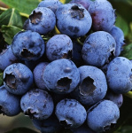 Голубика Река