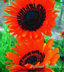 Венидиум Оранжевый Принц 702284