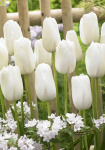 Тюльпан Уайт Прауд (1шт) простой поздний