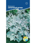 Цинерария Серебряный дождь (силвердаст)