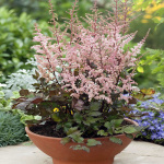 Астильба Спотлайн (1шт) Р-010