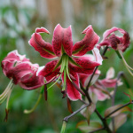 Лилия Блек Бьюти (1шт)