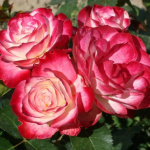 Роза Юбилей Принца Монако флорибунда