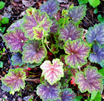 Гейхера Марвелоус Марбл (1шт) Р-025