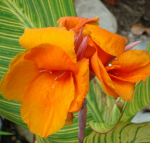 Канна Голд Адер 1шт