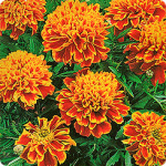 Тагетес отклоненный Тигровый глаз, красный