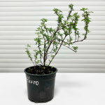 Лапчатка Манго Танго