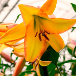 Лилия Райзинг Мун (2шт)