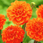 Георгин Оранж Нагет (1шт) 6105