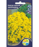 Алиссум скальный Золотой водопад (голден фол)