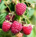 Малина Эрика 6759