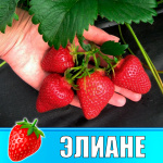 Земляника (Клубника) Элиане в стаканчике